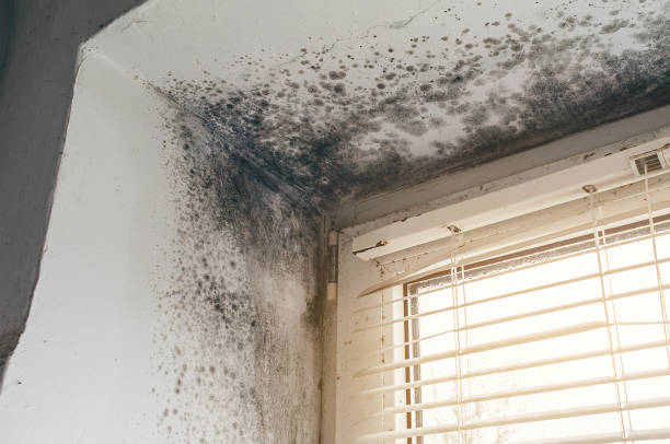 Affordable Mold Cleanup solutions in Fairplay, MD